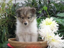 puppies