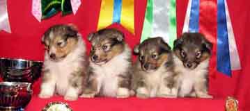 puppies