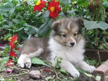 puppies