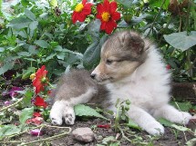 puppies