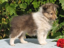 puppies
