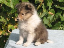 puppies