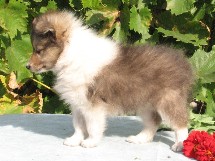 puppies