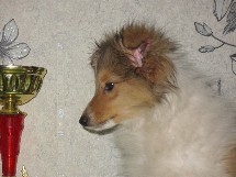 puppies