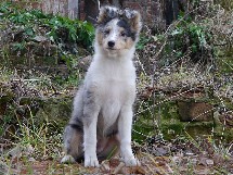 puppies