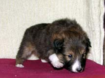 puppies