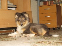 puppies