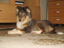puppies