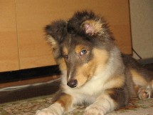 puppies