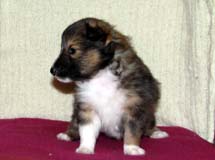 puppies