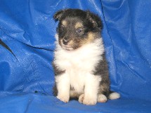 puppies