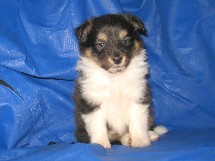 puppies