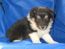 puppies