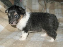puppies
