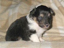 puppies