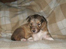 puppies