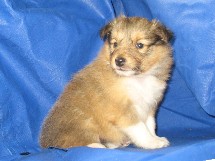 puppies
