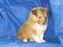 puppies