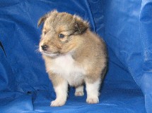 puppies