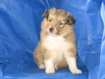 puppies