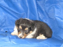 puppies