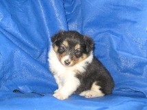 puppies