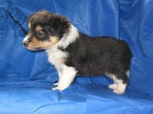 puppies