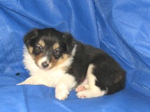 puppies