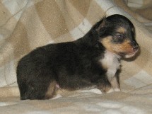 puppies