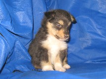 puppies