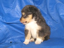 puppies