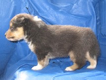 puppies