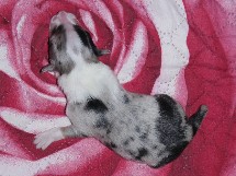 puppies