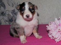 puppies
