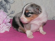 puppies