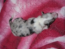puppies