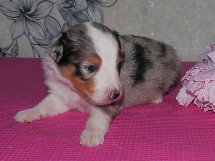 puppies
