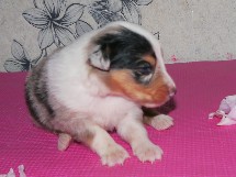 puppies