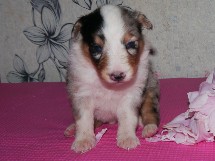 puppies