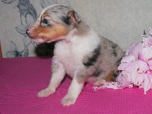 puppies