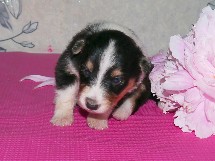 puppies