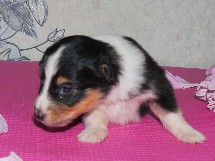puppies