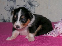 puppies