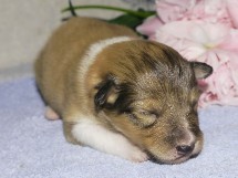 puppies
