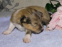 puppies