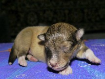 puppies