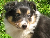 puppies