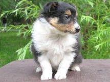 puppies