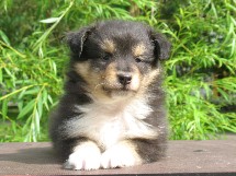 puppies