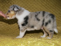puppies
